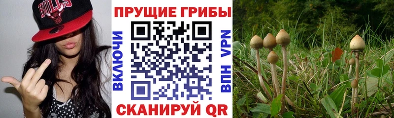 Галлюциногенные грибы Cubensis  mega как войти  Мариинский Посад 